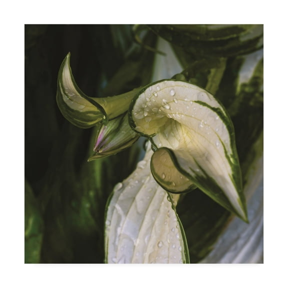 Trademark Fine Art 'Hosta Flower Bud' Canvas Art by Kurt Shaffer