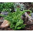 thumbnail image 2 of World's Smallest Boston Fern - 2.5" Pot - Terrarium/Fairy Garden/House Plant, 2 of 4
