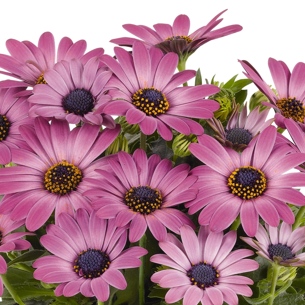 Better Homes & Gardens 1.5PT Pink Osteospermum Live Annual Plant Sun 5-Pack