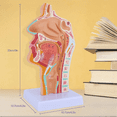 thumbnail image 4 of 3X Nasal Cavity Throat Anatomy Model Human Anatomical Pharynx Larynx Model for Students Study Display Teaching, 4 of 4
