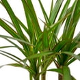 thumbnail image 2 of Dracaena Marginata Cane | Live Plant for Indoor & Outdoor, 2 of 5