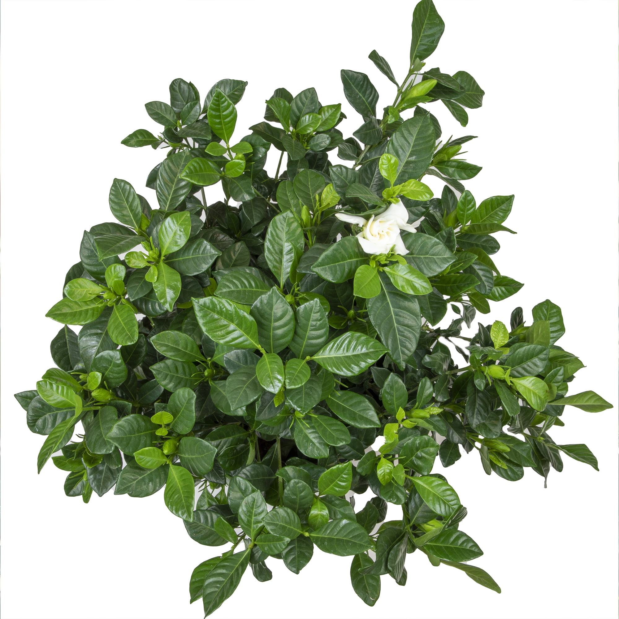 Altman Plants 1Gal Gardenia Jasminoides Live Plant with Grower Pot