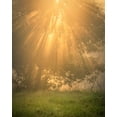 thumbnail image 2 of Jaynes Gallery 12x14 White Modern Wood Framed Museum Art Print Titled - USA-New Jersey-Cape May National Seashore Sunrise sunbeams and tree scenic, 2 of 4