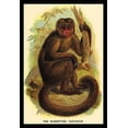 thumbnail image 1 of The Bonnetted Capuchin- Fine Art Canvas Print (20" x 30"), 1 of 1