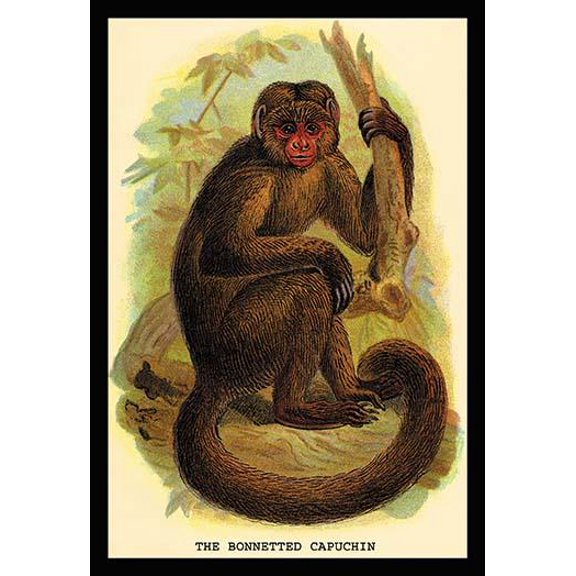 The Bonnetted Capuchin- Fine Art Canvas Print (20" x 30")