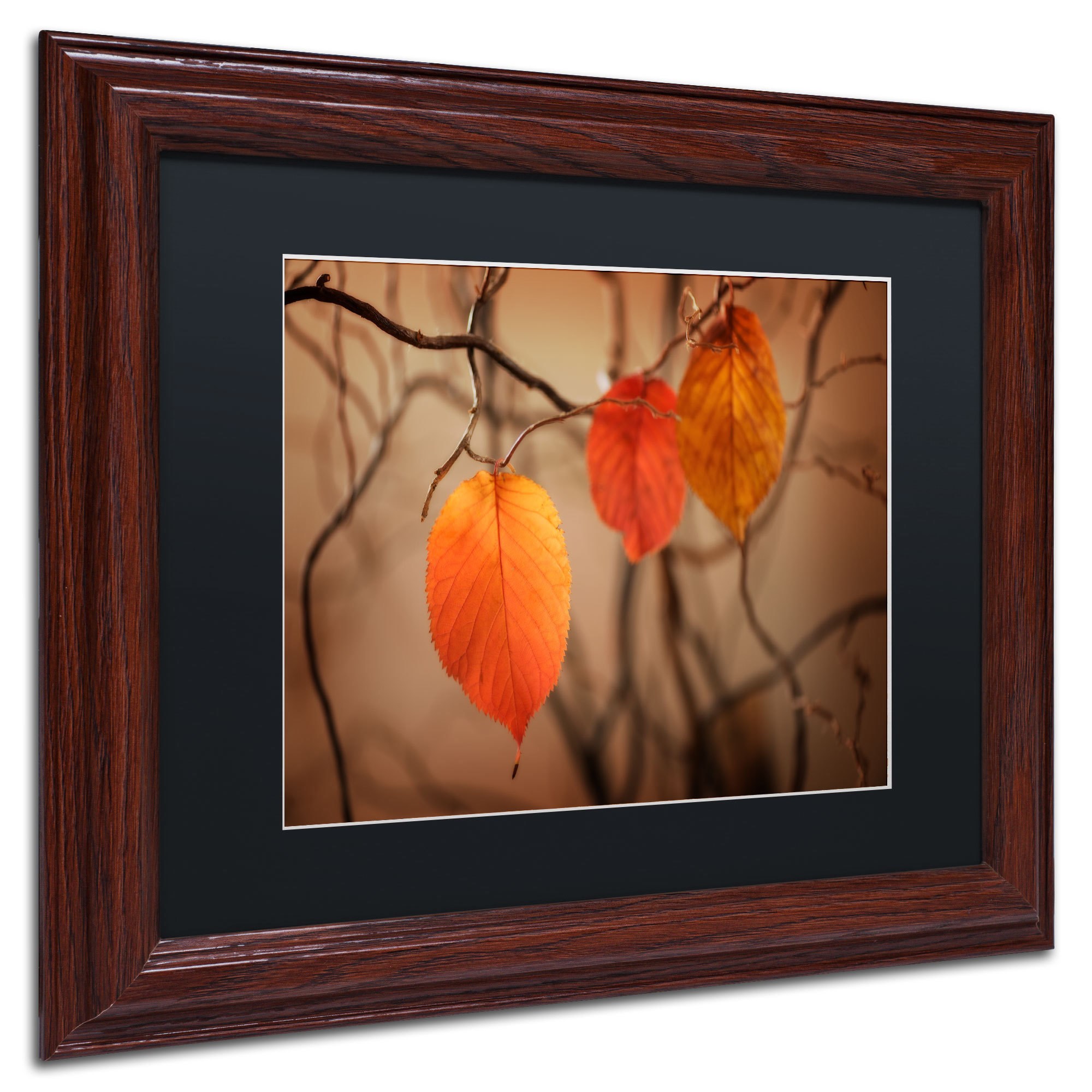Trademark Fine Art "Leaves after Leaves" Canvas Art by Philippe Sainte-Laudy, Black Matte, Wood Frame