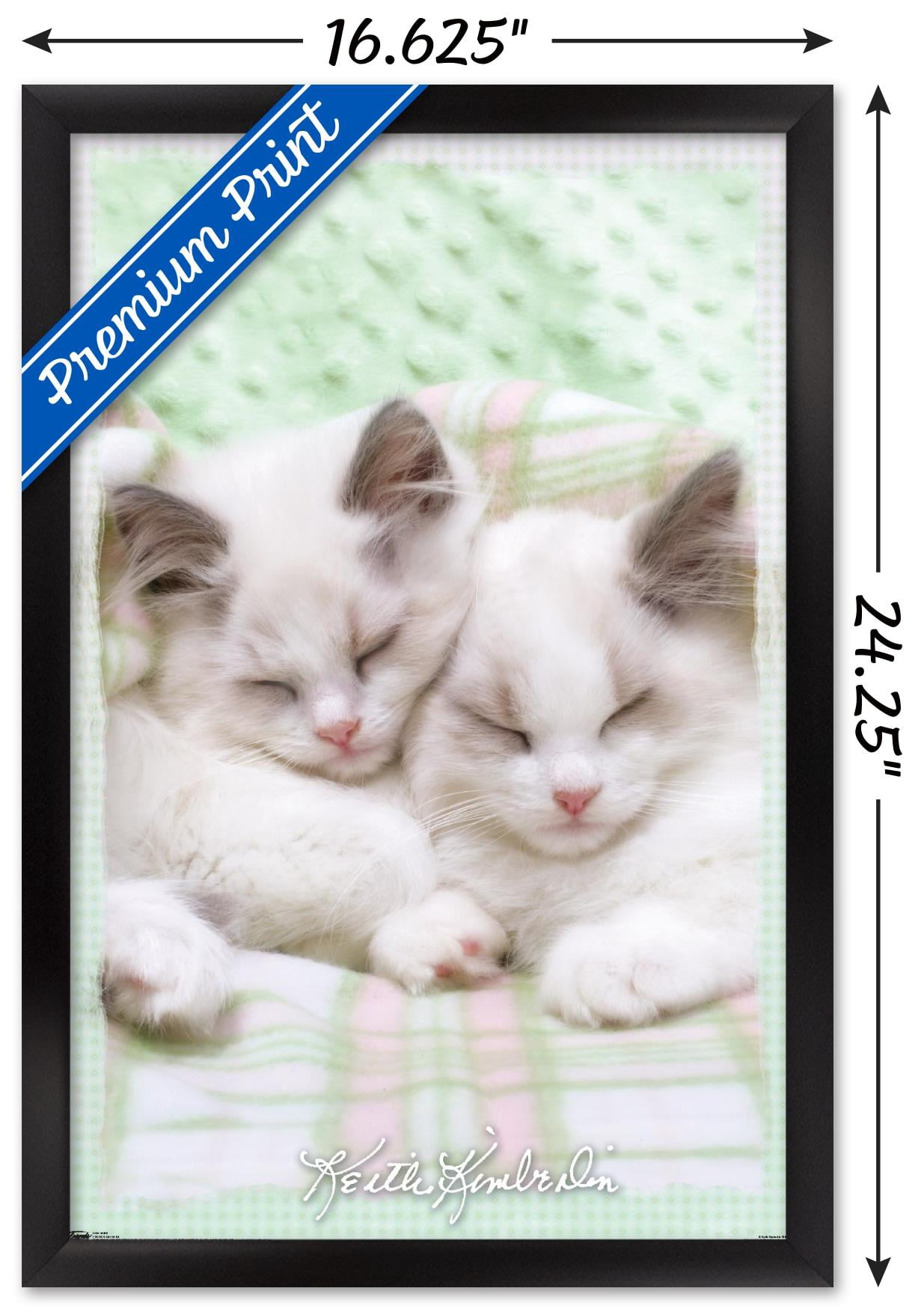 Keith Kimberlin - Kitten 09 Wall Poster, 14.725" x 22.375" Framed