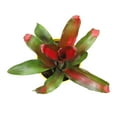 thumbnail image 2 of Altman Plants Neoregelia Magali | Bromeliad Houseplant & Perennial | 4qt. Grow Pot; Indirect Light, 2 of 8