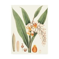 Trademark Fine Art 'Soft Tropical I' Canvas Art by George Smith