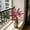 B, variant on Z52LingLing Decoration Artificial Yellow-Green Cordyline Fruticosa, Realistic Decorative Plant for Indoor/Outdoor