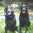 thumbnail image 4 of Collier de Couleur Imperméable à l'Eau Bloc de Chien Réglable, Adapté à une Utilisation d'Entraînement Quotidien, 4 of 5