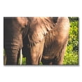 thumbnail image 1 of Cuadro Canva Pixtreats listo para Colgar tipo galería Mirada de Elefante 40X60 cm, 1 of 4