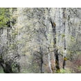 thumbnail image 2 of Gulin, Sylvia 24x20 Black Ornate Wood Framed with Double Matting Museum Art Print Titled - USA-Washington State-Fall City-Springtime cherry trees blooming along Snoqualmie River, 2 of 4