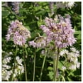 thumbnail image 3 of Everwilde Farms - 200 Nodding Onion Native Wildflower Seeds - Gold Vault Seed Packet, 3 of 5