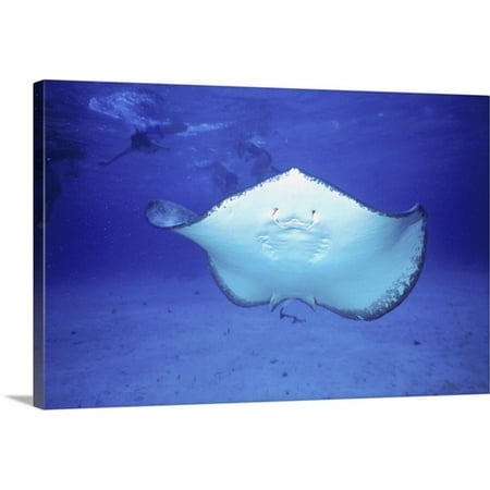 Great BIG Canvas Lynn Seldon Premium Thick-Wrap Canvas entitled Cayman Islands, Grand Cayman, Stingray at Stingray City dive (Best Dive Sites Grand Cayman)