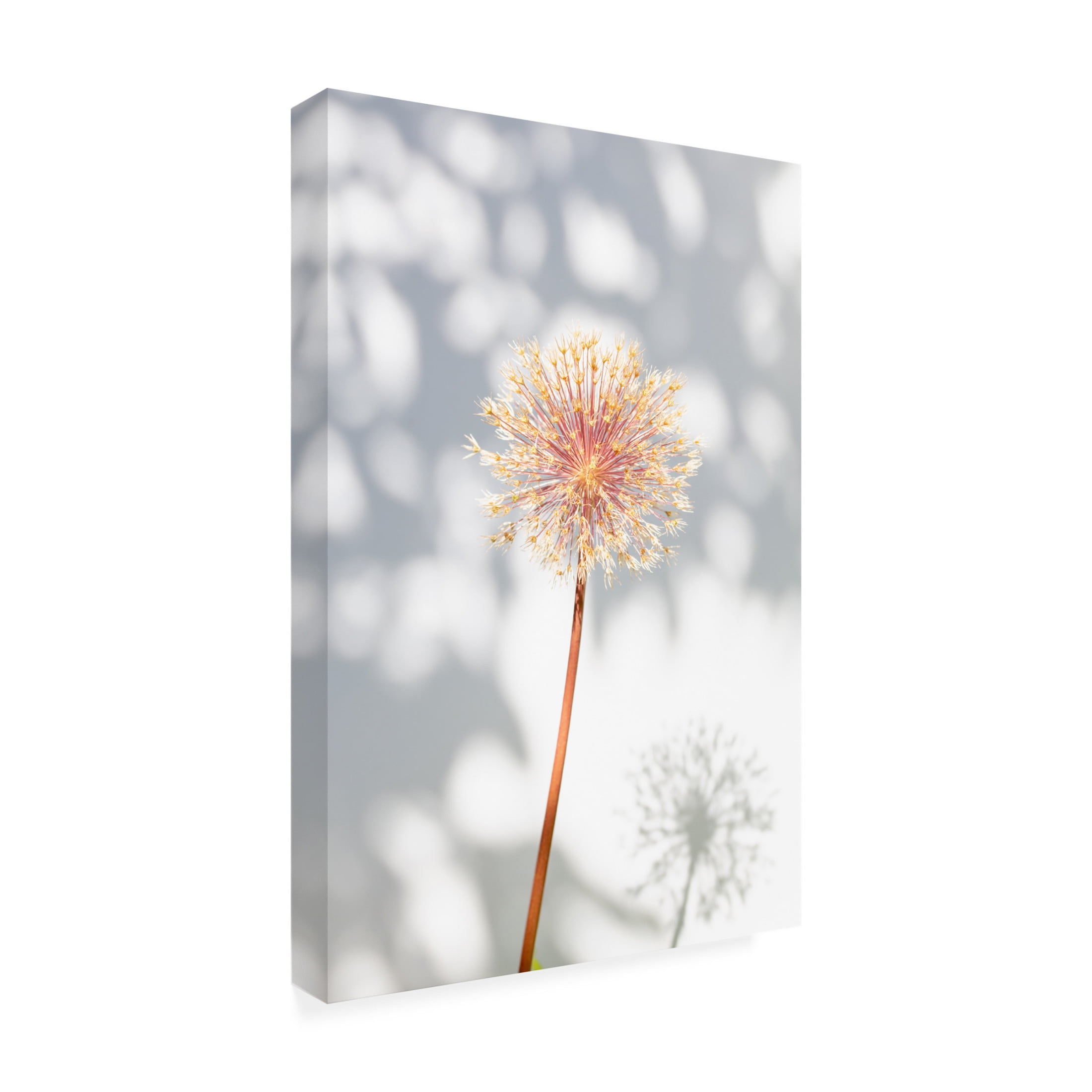 Trademark Fine Art Pictufy Studio Withered Flower, Seed House 2 Canvas Wall Art