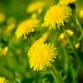 thumbnail image 2 of Dandelion Drought Tolerant Herb Garden Plant Seed For Xeriscape Landscaping - 10000 Seeds, 2 of 3