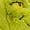 Green - Online Only, variant on Grinch Adult Slipper
