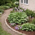 thumbnail image 5 of Hardy Lush Hosta - 9 Bare Roots - Green Garden Perennial Plants - Shade Loving & Easy to Grow, 5 of 5