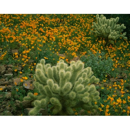 High angle view of Mexican Gold Poppies (Eschscholzia mexicana) with Teddy Bear Cholla (Opuntia bigelovii) Cactus in a field Superstition Mountains Hewitt Canyon Tonto National Forest Pinal County