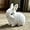 White, variant on Bunby - My Realistic Bunny Toy, Realistic Bunny, Realistic Bunny That Moves, Jumping, Twitching, and Ears, Handmade, Interactive Fun (Pink)