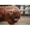 thumbnail image 2 of Diener, Dakota 24x17 White Modern Wood Framed Museum Art Print Titled - The Bull Look, 2 of 4