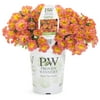 Proven Winners - 1.5 Pint Orange Calibrachoa 'Coral Sun' Annual Flowers - Live Plants
