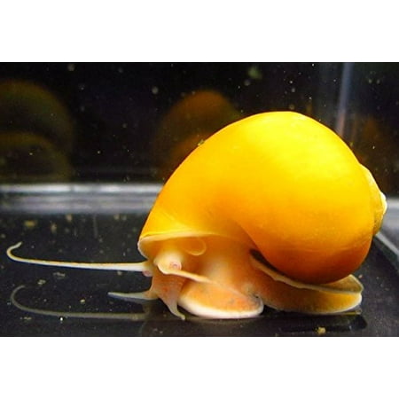 Golden Mystery Snail - 1-2 inches - Algae Eater for (Best Aquarium Algae Eaters)