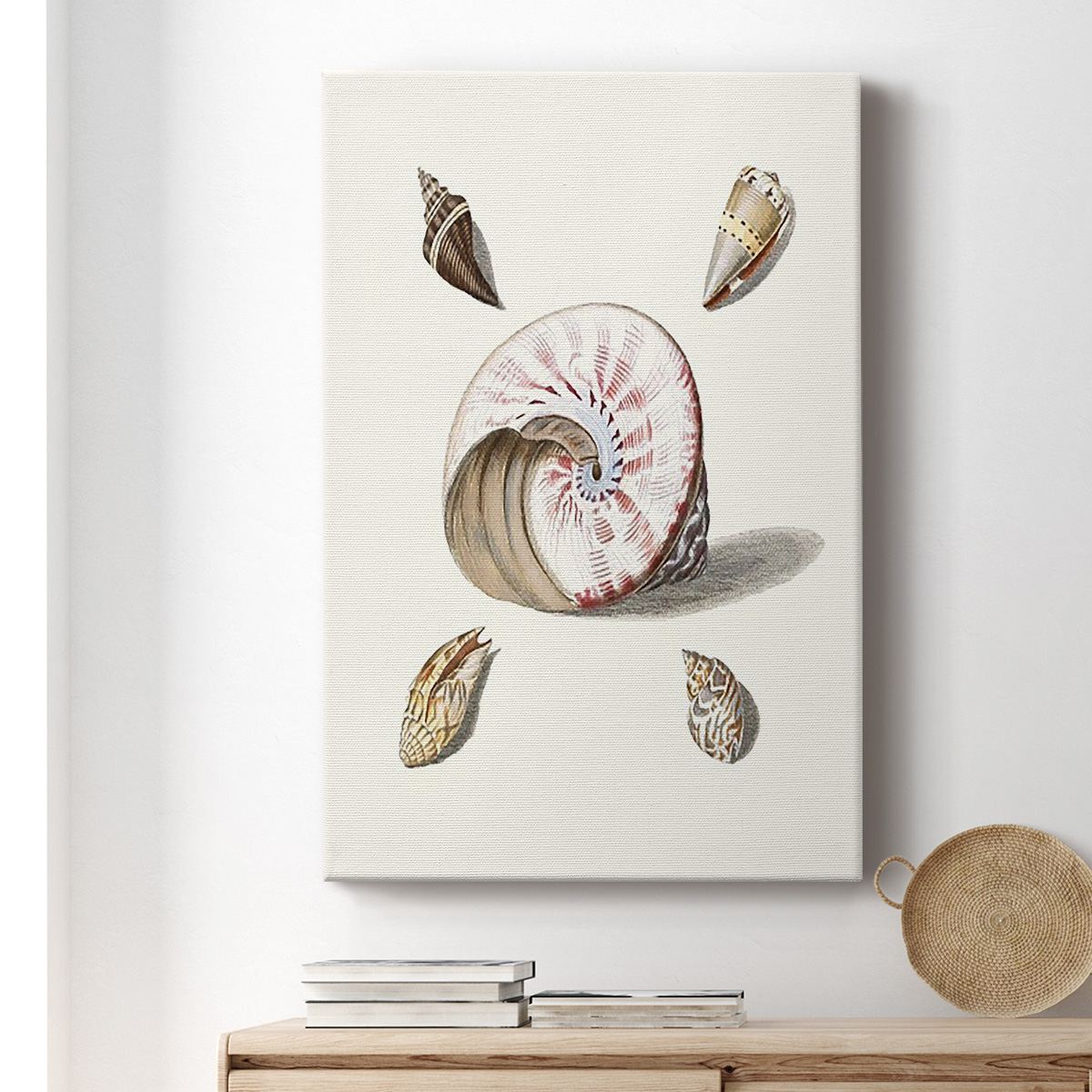 Pastel Knorr Shells II Premium Gallery Wrapped Canvas - Ready to Hang