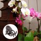 thumbnail image 2 of Lot de 200 pinces de fixation en forme de fleur pour tiges d'orchidées, accessoires de jardinage, marron, 2 of 4