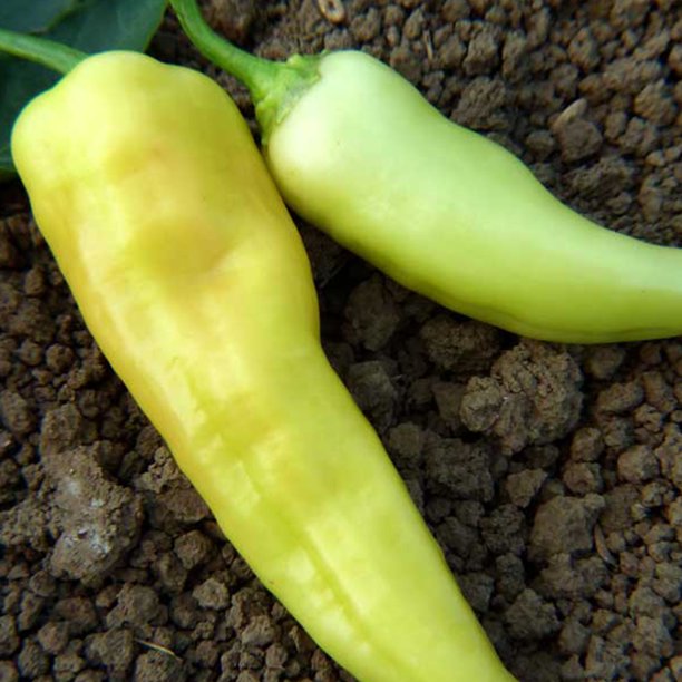 Sweet Banana Pepper 250 mg 30 Seeds NonGMO, Open Pollinated