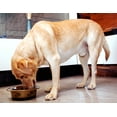 thumbnail image 3 of Iconic Pet Color Splash Designer Oval Fusion Bowl in Brown- Large - Set of 2, 3 of 6