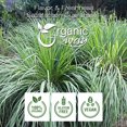 thumbnail image 5 of Organic Way Dried Lemongrass (Cymbopogon Citratus) Fine Cut & Sifted - Herbal Tea | Organic & Kosher Certified | Raw, Vegan, Non GMO & Gluten Free | USDA Certified | Origin - India (1/2LBS / 8Oz), 5 of 7
