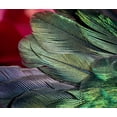 thumbnail image 2 of Jaynes Gallery 13x12 White Modern Wood Framed Museum Art Print Titled - USA-Arizona-Close-up of hummingbird feathers, 2 of 4
