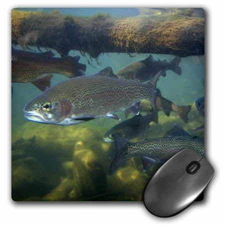 3dRose Rainbow trout fish, nature center, Boise, Idaho - US13 DFR0528 - David R. Frazier, Mouse Pad, 8 by 8 inches
