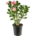 thumbnail image 3 of American Plant Exchange Desert Rose Single Bloom, 5-Inch Pot, Flowering Live Plant for Home & Garden, Easy Care Houseplant, 3 of 5
