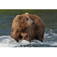 thumbnail image 2 of Su, Keren 32x23 Black Ornate Wood Framed with Double Matting Museum Art Print Titled - Brown Bear catching salmon at Brooks Falls-Katmai National Park-Alaska-USA, 2 of 4