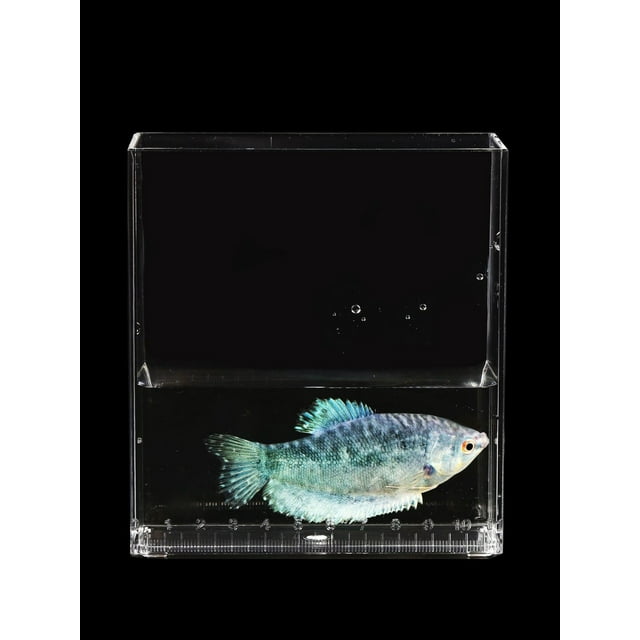 1Pack Fish Observation Box for Aquarium Hatching Boxes Transparent Acrylic Rectangular Shape 4.9X4.3X1.5in