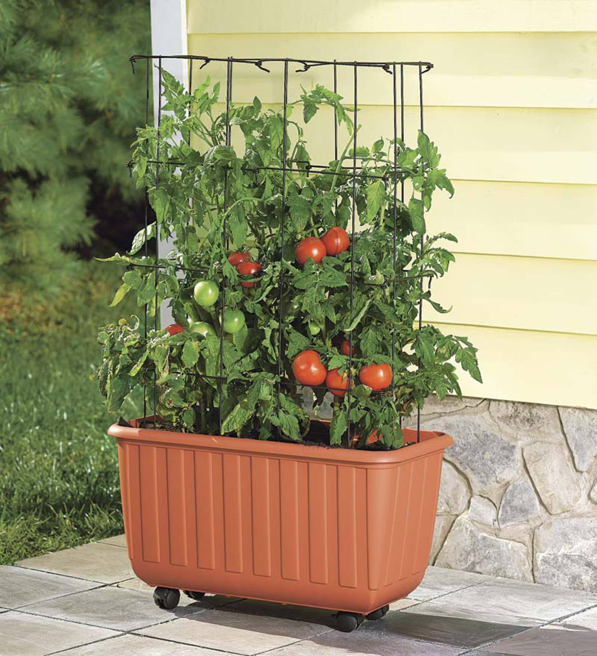 Rolling Self Watering Tomato Planter With Metal Trellis