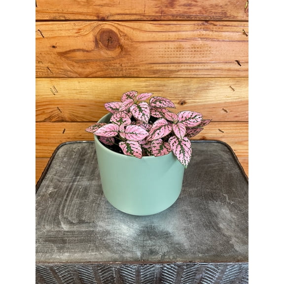 Hypoestes Polka Dot Plant Rose Splash, 4" Plant, The Plant Farm