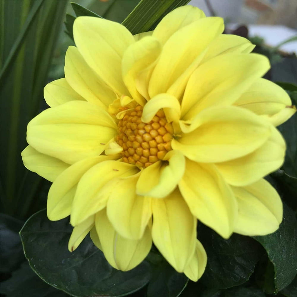 Figaro Series Dahlia Flower Seed Yellow Shades 500 Seeds Annual