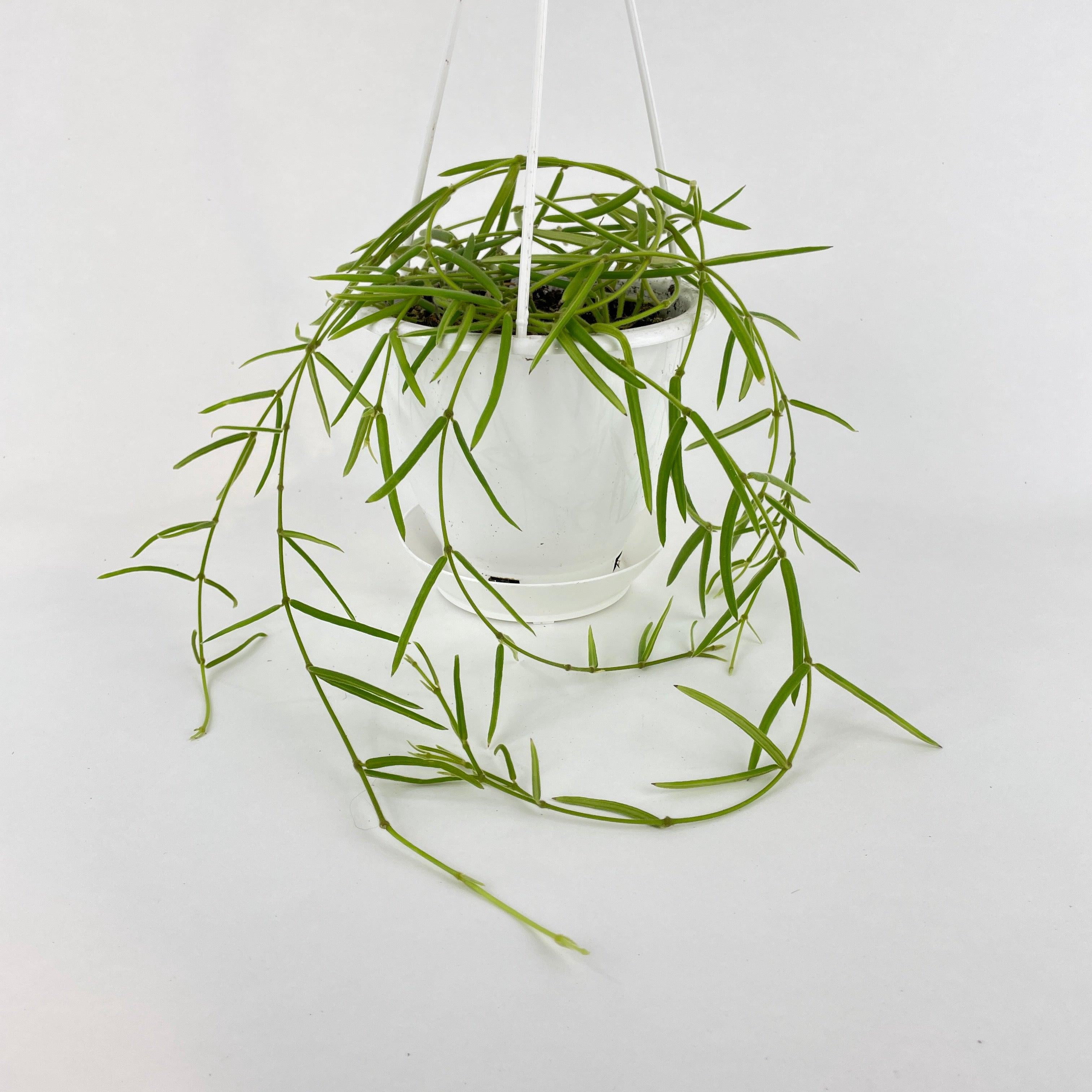Bumble Plants Hoya Linearis - Thumbnail 3