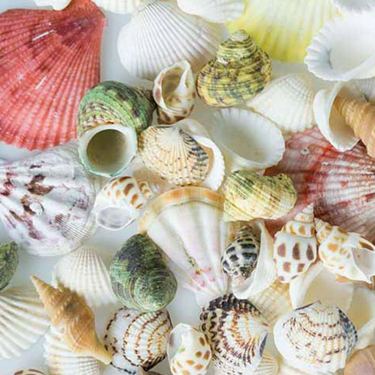 Assorted Mixed Lot Natural Sea Shells For Crafts Decorating Or Aquarium  Scape