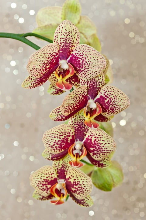 Just Arrived by 1001G on deviantART Beautiful flowers, Wonderful flowers, Orchid