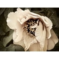 thumbnail image 2 of Perry, Rachel 32x25 Gold Ornate Wood Framed with Double Matting Museum Art Print Titled - Golden Era Peony III, 2 of 4