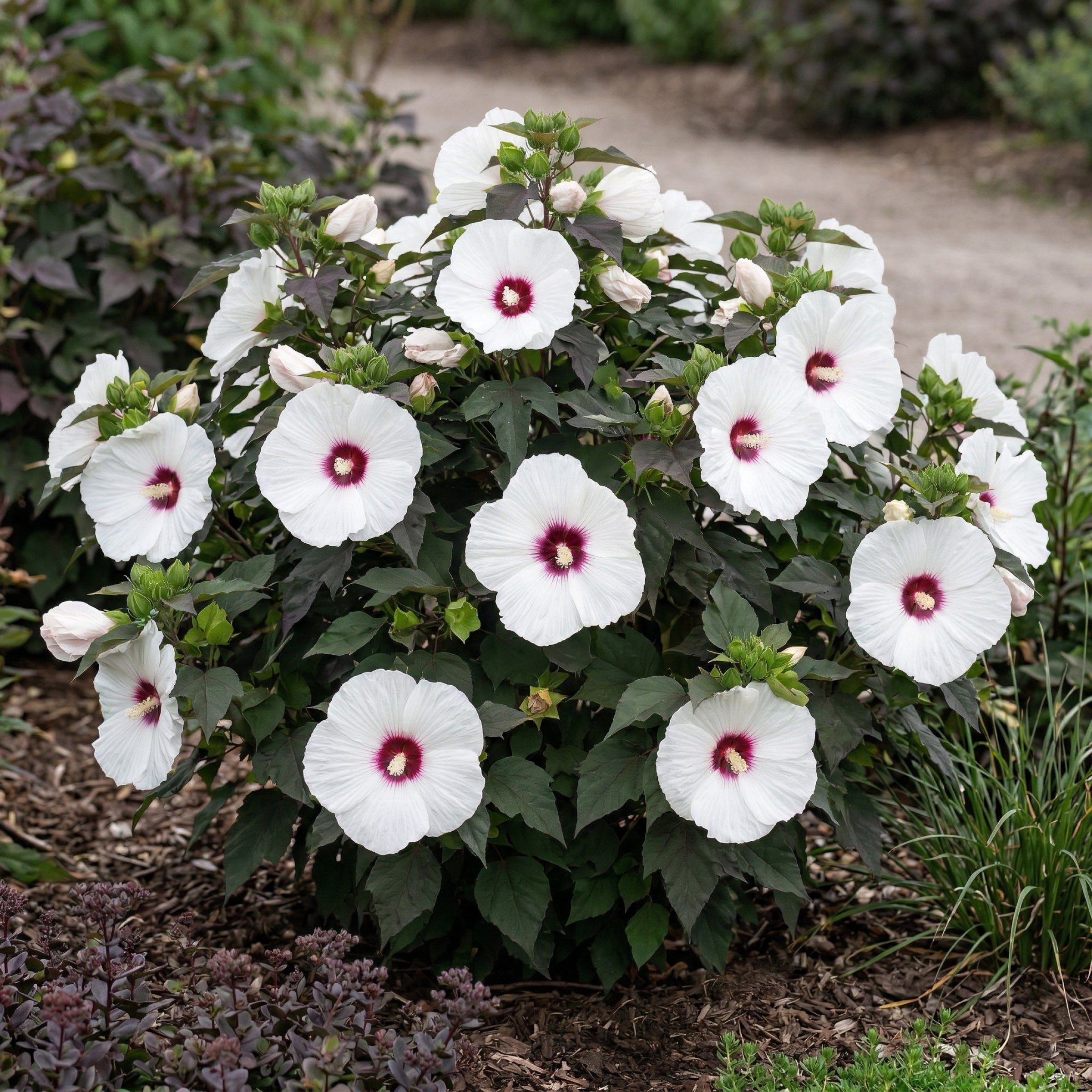 National Plant Network Bare Root Hibiscus Head Over Heels Dream (3-Pack)