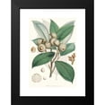 thumbnail image 2 of Walter Fitch Hood 18x24 Black Modern Framed Museum Art Print Titled - Quercus Lamellosa, Ham. (1855), 2 of 5