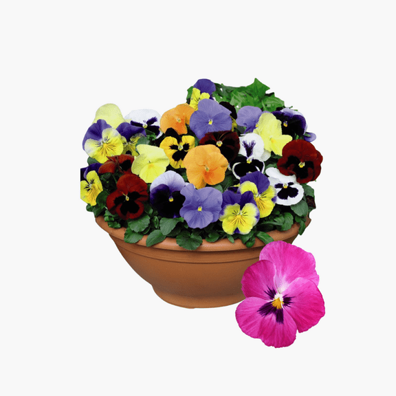 Pack of 2 Mixed Pansy Live Plants in Pot, Hardy Flower Plant for Outdoor Gardens, 3-5 inches Tall
