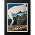 thumbnail image 2 of Audubon, John James 14x18 Black Modern Framed Museum Art Print Titled - Hooping Crane, 2 of 5
