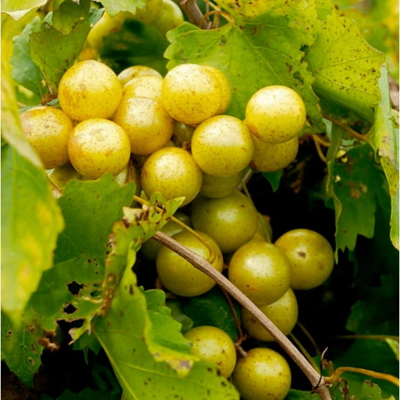 Carlos Grapes Plant Live for Planting, Muscadine Grape Vines Plant for Outdoor Garden 4 to 6 Inch Tall